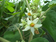 Solanum hirtum