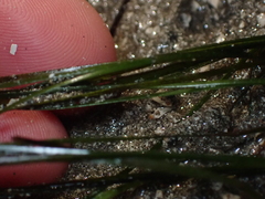 Zosteraceae