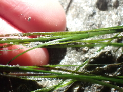 Zosteraceae
