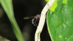 Salpingogaster