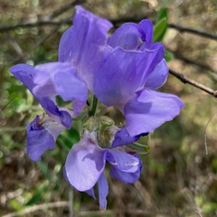 Lathyrus nervosus