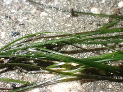 Zosteraceae