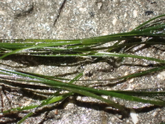 Zosteraceae