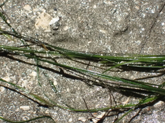 Zosteraceae