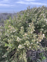 Gnorimoschema baccharisella