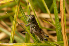 Phoetaliotes