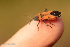 Lygaeus reclivatus