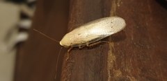 Panchlora
