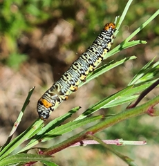 Phalaenoides tristifica