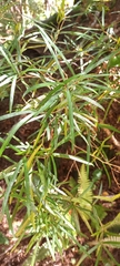 Nestegis montana
