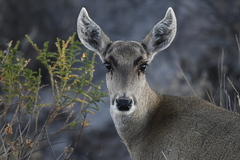 Hippocamelus antisensis