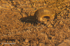 Planorbella