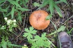Leccinum insigne