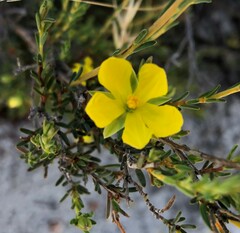 Hibbertia devitata