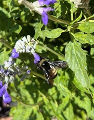 Bombus pensylvanicus