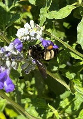 Bombus pensylvanicus