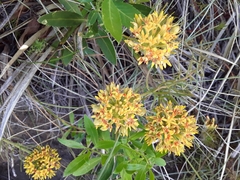 Quinchamalium chilense