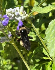 Bombus pensylvanicus