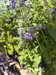 Bombus pensylvanicus