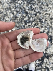 Ostrea lurida