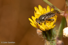 Asemosyrphus mexicanus