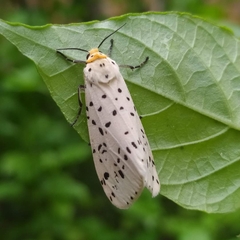 Juxtarctia multiguttata