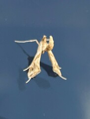Lineodes