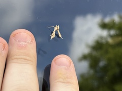 Lineodes