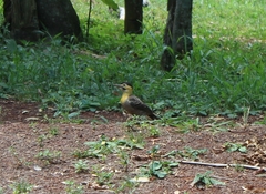 Colaptes campestris campestroides