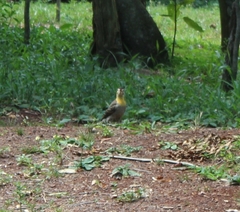 Colaptes campestris campestroides