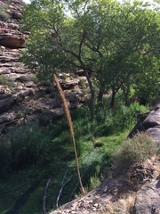 Agave utahensis kaibabensis