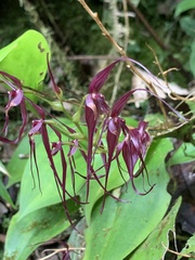 Pleurothallis phalangifera