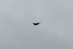 Panyptila cayennensis