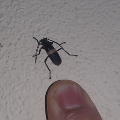 Chauliognathus tripartitus