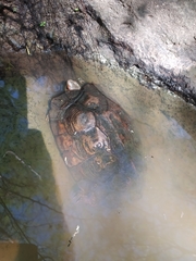 Rhinoclemmys pulcherrima rogerbarbouri