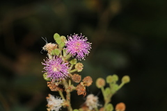 Mimosa albida