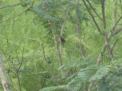 Turdus maculirostris