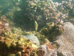 Chrysiptera biocellata