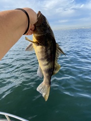 Paralabrax nebulifer