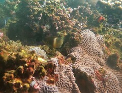 Chrysiptera biocellata