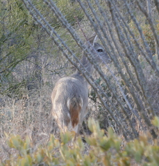 Odocoileus virginianus couesi