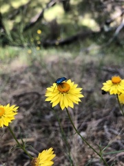 Pollanisus viridipulverulenta