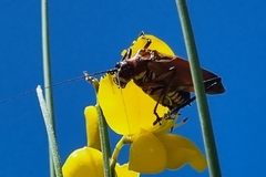 Scaphura elegans
