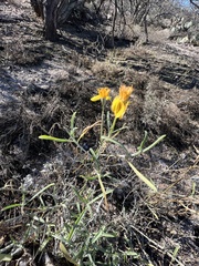 Psilostrophe cooperi