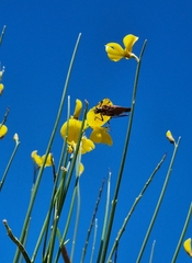 Scaphura elegans