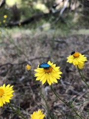 Pollanisus viridipulverulenta
