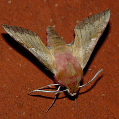 Deilephila porcellus