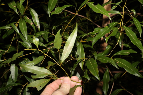 Image of Endiandra sieberi by (c) Greg Tasney, some rights reserved (CC BY-SA)