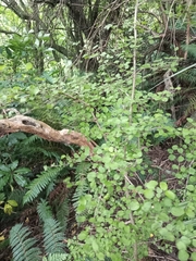 Coprosma rotundifolia