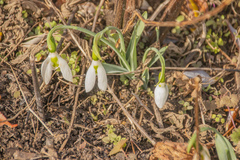 Galanthus elwesii